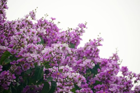 You are currently viewing Feng Shui Ornaments for Wealth-How to Attract Abundance into Your Life