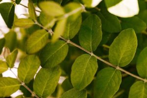 Read more about the article Feng Shui Ornaments-Tips for Enhancing Your Garden Energy