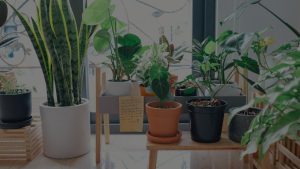 The Best Feng Shui Energy Ornaments for Your Garden