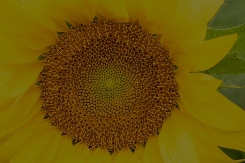 The Science Behind Feng Shui-How Energy Ornaments Affect Your Environment
