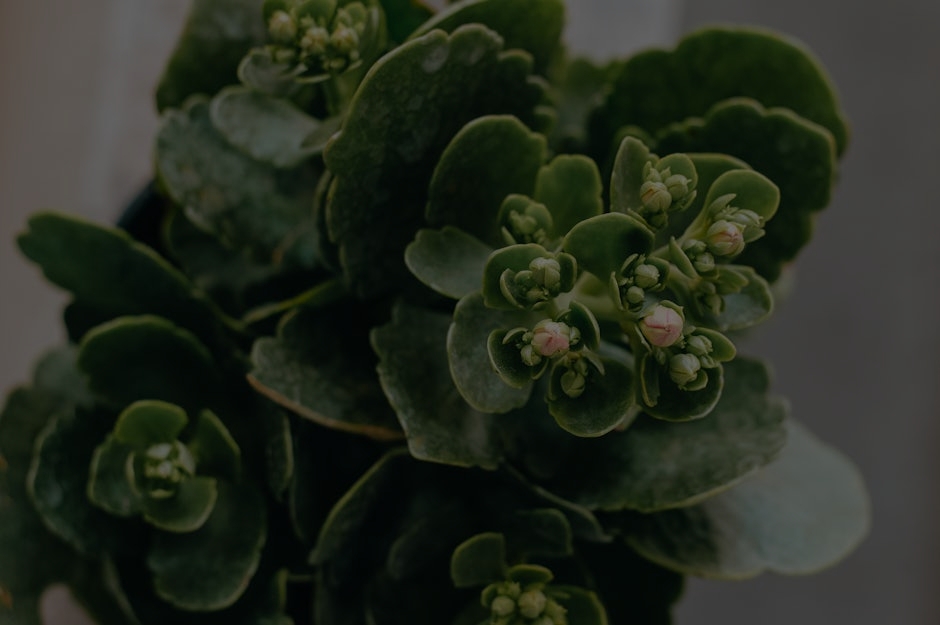 The Ultimate Guide to Feng Shui Ornaments-Elevate Your Living Environment