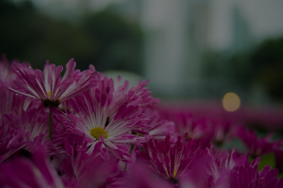 The Ultimate Guide to Feng Shui Ornaments for Personal Growth