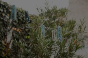 The Ultimate Guide to Feng Shui Plants for a Healthier Home Environment