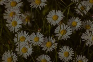 Top Feng Shui Energy Ornaments for Creating a Peaceful Outdoor Space