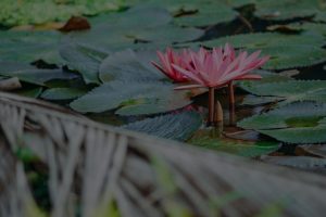 Transform Your Garden-Feng Shui Decor for Outdoor Serenity
