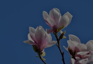Transform Your Garden-Feng Shui Ornaments to Enhance Outdoor Energy
