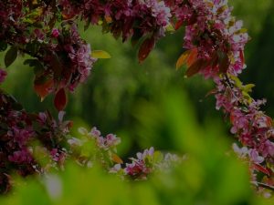 Transform Your Garden-Feng Shui Ornaments to Promote Peace and Growth