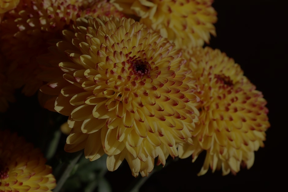 Transform Your Garden with Feng Shui Energy-Essential Tips and Ornaments