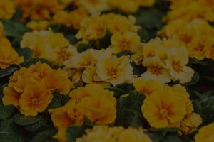 Transform Your Garden with Feng Shui Energy Ornaments for Abundance