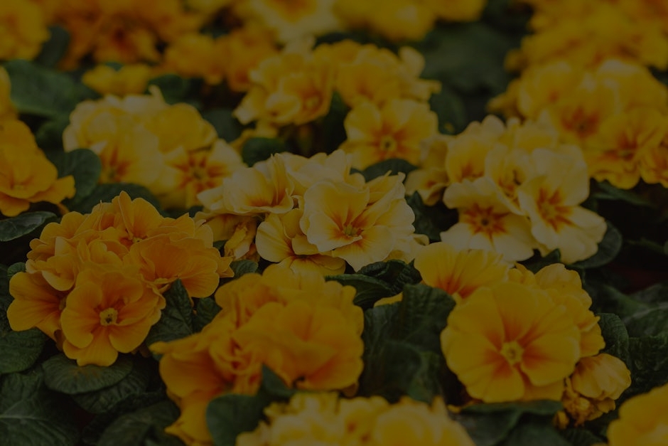 Transform Your Garden with Feng Shui Energy Ornaments for Abundance