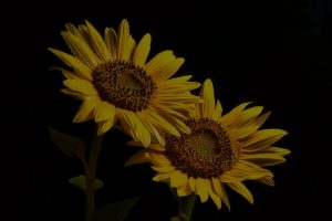 Transform Your Garden with Feng Shui Energy Ornaments for Positive Vibes