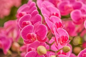Read more about the article Transform Your Garden with Feng Shui-Essential Energy Ornaments