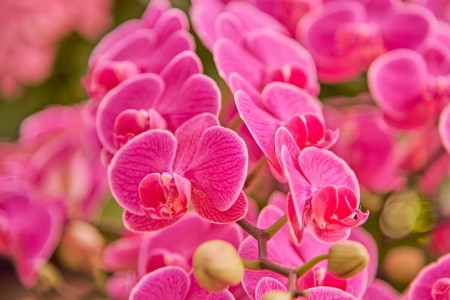 You are currently viewing Transform Your Garden with Feng Shui-Essential Energy Ornaments