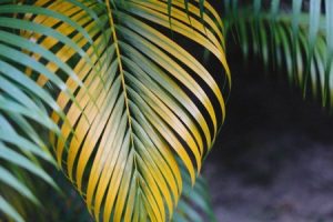 Read more about the article Transform Your Garden with Feng Shui-Ornaments for Outdoor Harmony