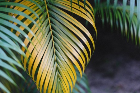 You are currently viewing Transform Your Garden with Feng Shui-Ornaments for Outdoor Harmony
