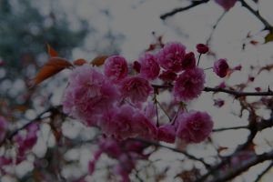 Transform Your Garden with Feng Shui-Ornaments for Outdoor Serenity