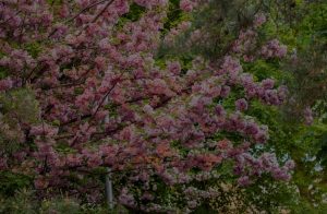 Transform Your Garden with Feng Shui-Tips for Outdoor Ornaments
