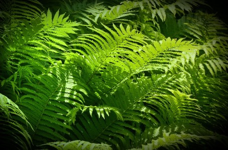 You are currently viewing Transform Your Living Space-Best Feng Shui Energy Ornaments for Harmony