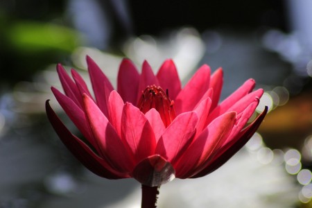 You are currently viewing Transform Your Office with Feng Shui Energy Enhancers