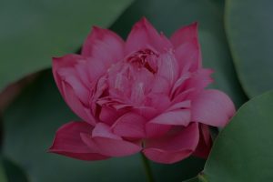Understanding Feng Shui-How Ornaments Influence Your Life and Surroundings