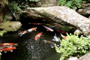 Read more about the article Understanding Feng Shui-How to Use Ornaments to Enhance Your Life