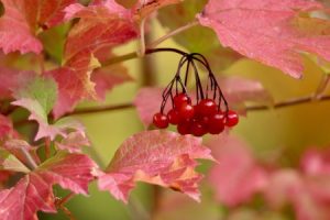 Read more about the article Understanding Feng Shui Symbols-What They Mean and How to Use Them