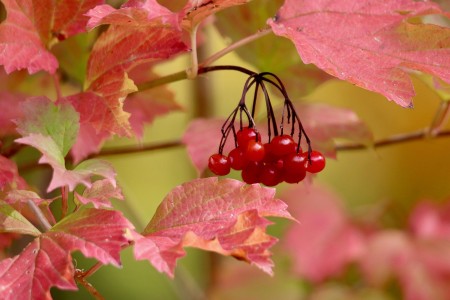 You are currently viewing Understanding Feng Shui Symbols-What They Mean and How to Use Them