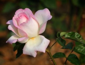 Read more about the article Understanding the Meaning of Feng Shui Colors for Your Decor