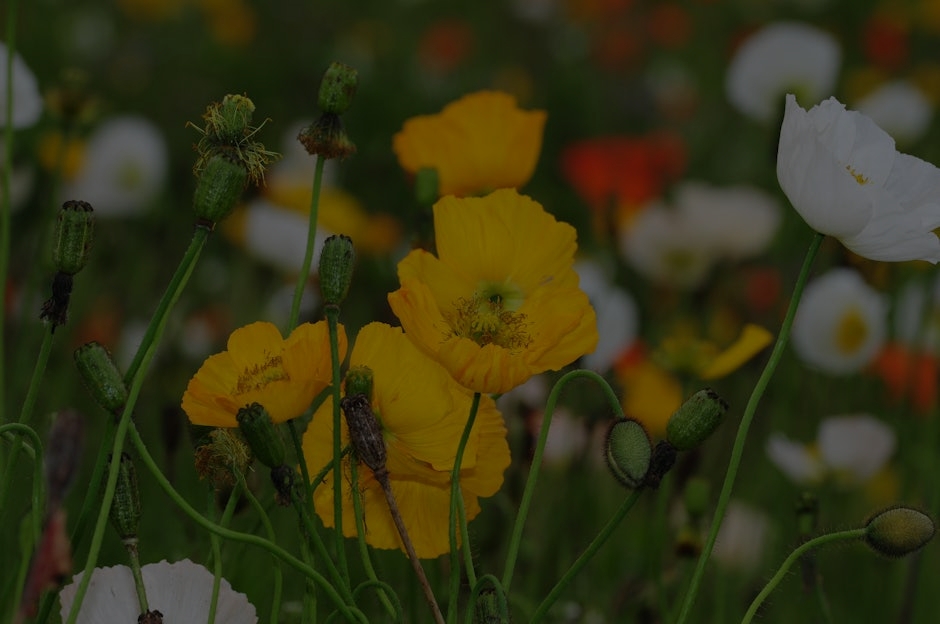 Understanding the Power of Feng Shui Ornaments in Your Garden