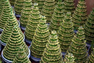 Read more about the article Unlock Prosperity-How Feng Shui Ornaments Can Improve Your Financial Well-Being
