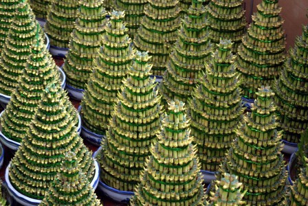 You are currently viewing Unlock Prosperity-How Feng Shui Ornaments Can Improve Your Financial Well-Being
