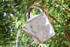 Read more about the article Unlock Prosperity-How to Use Feng Shui Items for Financial Success