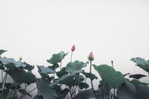 Read more about the article Unlock Your Potential-Feng Shui Energy Ornaments for Personal Growth
