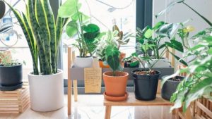Read more about the article Unlock Your Potential-Feng Shui Ornaments for Personal Growth