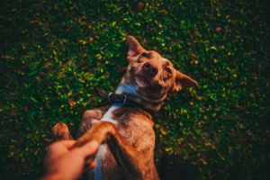 Read more about the article Unlocking Love and Relationships-Feng Shui Energy Ornaments You Need
