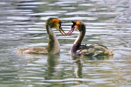 Read more about the article Unlocking Love and Relationships-Feng Shui Ornaments You Need