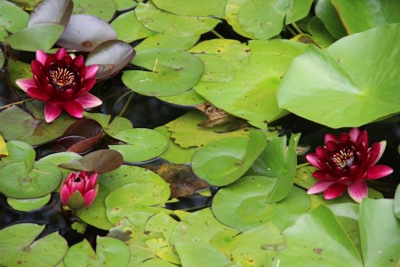 You are currently viewing Unlocking Love-Feng Shui Tips and Ornaments for Singles