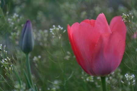 You are currently viewing Unlocking Positive Energy-How Feng Shui Ornaments Can Change Your Life