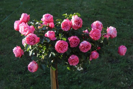 You are currently viewing Unlocking Prosperity-Feng Shui Ornaments for Attracting Wealth and Abundance