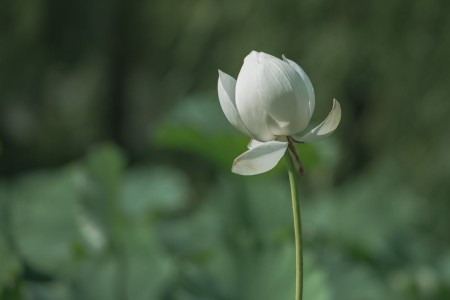 You are currently viewing Unlocking the Power of Feng Shui-Energy Ornaments for Spiritual Growth