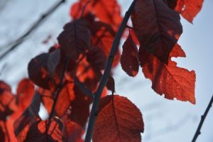 Read more about the article Unlocking the Secrets of Feng Shui-How Ornaments Can Change Your Life