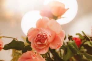 Read more about the article Using Feng Shui Energy Ornaments to Create a Calming Environment