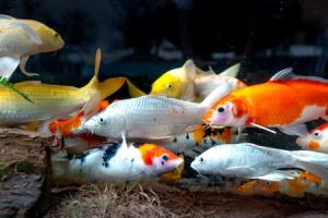 Read more about the article Using Feng Shui Ornaments for Better Sleep-Tips and Tricks