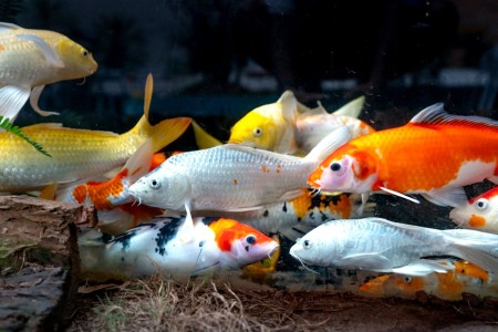 You are currently viewing Using Feng Shui Ornaments for Better Sleep-Tips and Tricks