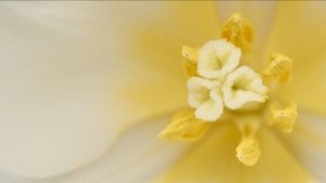Read more about the article Using Feng Shui Ornaments to Attract Love and Romance