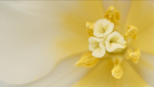 You are currently viewing Using Feng Shui Ornaments to Attract Love and Romance