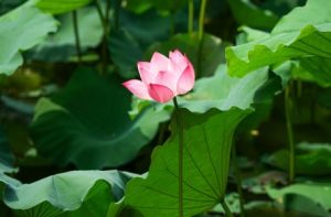 Read more about the article Using Feng Shui Ornaments to Create a Calm and Peaceful Environment