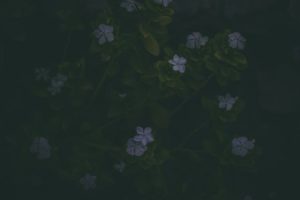 Read more about the article Using Feng Shui Ornaments to Create a Calming Meditation Space at Home