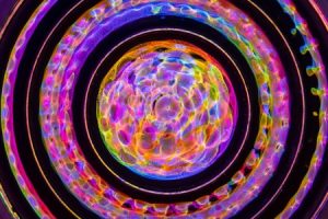 Read more about the article Using Feng Shui to Enhance Your Family\’s Harmony with Energy Ornaments