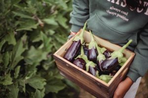Read more about the article Using Feng Shui to Optimize Your Garden Space for Abundance